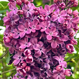 Purple Lilac Live Plant in 4″ Pot, Fragrant Spring Blooms, Hardy Fragrant Lilac Bushes for Outdoor Planting