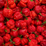 Red Carolina Reaper Chili Pepper Plant 3-6 Inch, Hot Pepper Plants for Garden Planting, Indoor or Outdoor Growing, 4 Inch Pot Plant