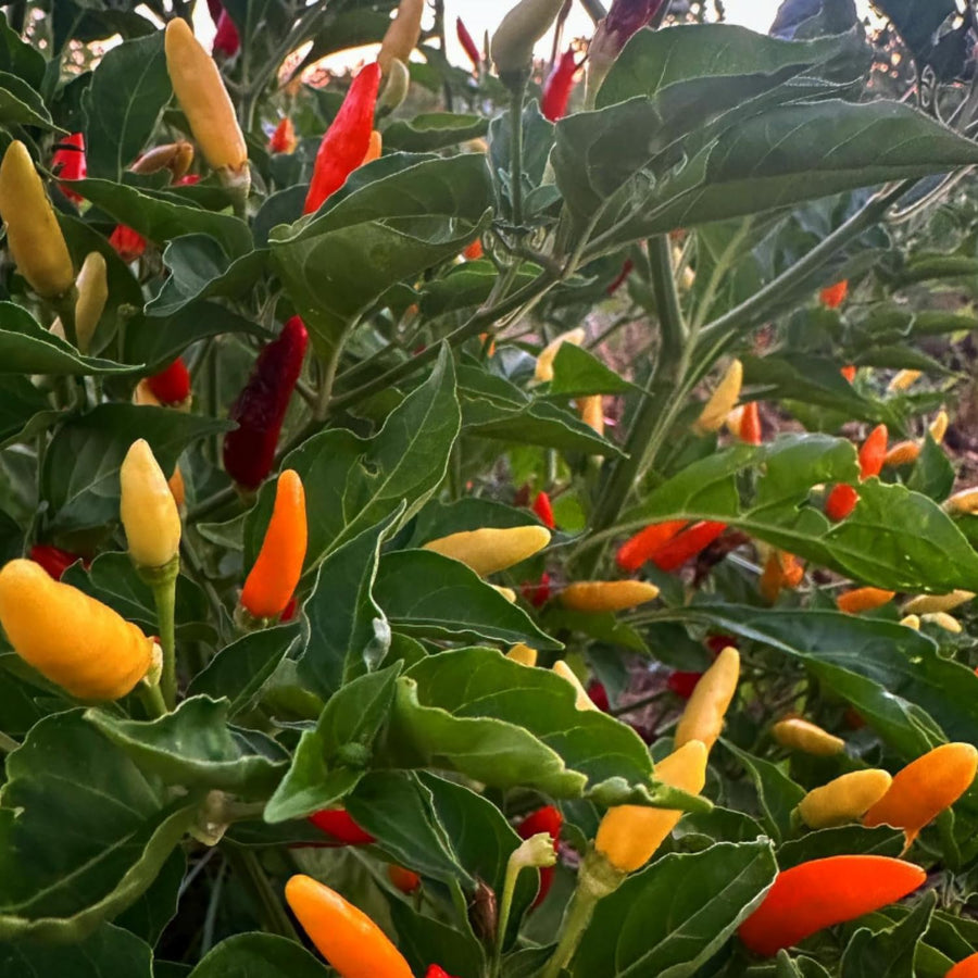 20 Hot Pepper Seeds, Vegetable Seeds for Indoor Outdoor Garden