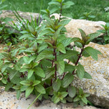 Fresh Chocolate Mint Live Plant in 3.5 Inch Pot, Mint Herb Live Plant for Indoor Outdoor Growing, Spring Planting