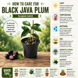 Black Java Plum Fruit Tree Plant, 4 to 6 Inches Tall in 4 Inch Pot, Well-Rooted Tropical Fruit Tree for Outdoor Planting