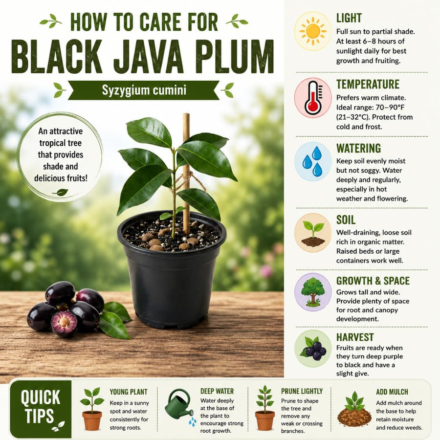 Black Java Plum Fruit Tree Plant, 4 to 6 Inches Tall in 4 Inch Pot, Well-Rooted Tropical Fruit Tree for Outdoor Planting