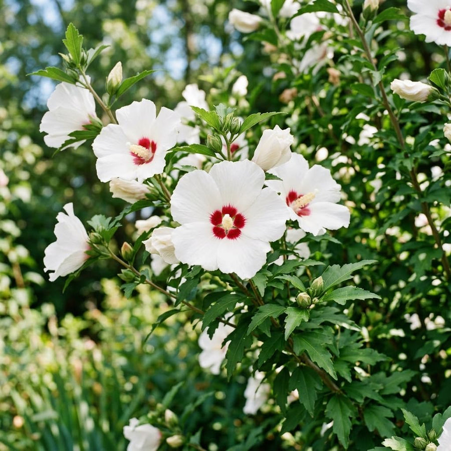 White Rose of Sharon Live Plant in Quart Pot, Althea Hibiscus Flowering Shrub for Outdoor Garden