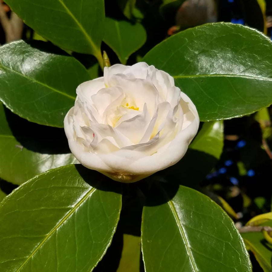 Camellia Plant Live, Camellia Flower Shrub, Well-Rooted in Pot, Cold Hardy Plant for Indoor Outdoor, 8-12'' Tall (White)