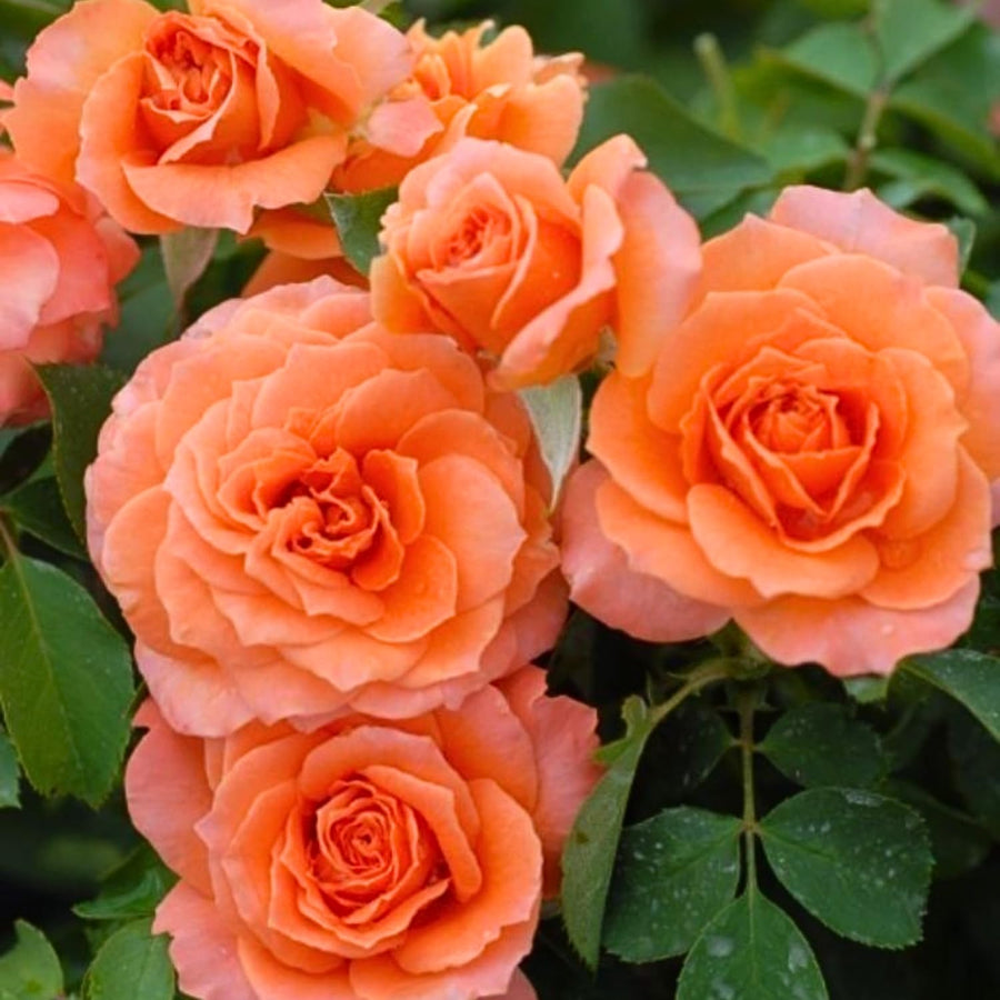 Mini Rose Bush, Miniature Rose Flowers in 3'' Pot, Compact Flowering Rose for Indoor Outdoor Gardens and Containers (Orange Roses)