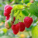 Pack 2 Caroline Red Raspberry Plants Live, Size 5-9 Inch Tall, Raspberry Trees Live Plants, Sweet Raspberry Bush Shrub