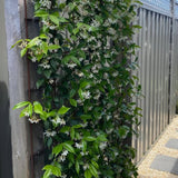 Star Jasmine Live Plant, Live Fragrant Jasmine Flowering Vine, 8-10'' Tall in 3 Inches Pot, Outdoor Planting