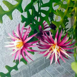 Fishbone Cactus Plant 4-6'' Tall, Easy Care Indoor Cactus in 2'' Pot, Compact Houseplant for Planting