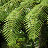 10 Hay Scented Fern Rhizomes, Hardy Perennial Fern Plants for Garden, Fast-Growing Ferns Starter Roots