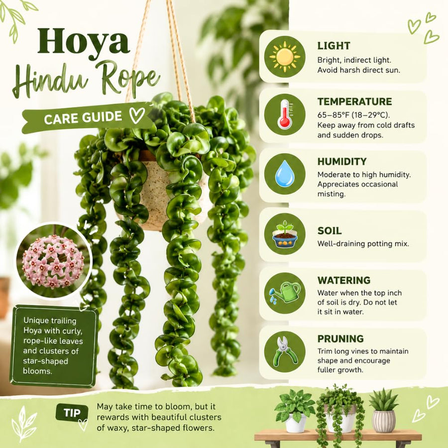 Hoya Hindu Rope Plant, Hoya Plants Live Houseplants, 4 Inch Pot, 4-7 Inches Tall, Trailing Houseplant for Indoor Décor and Hanging Baskets