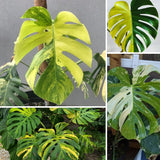Monstera Deliciosa Live Plant, Monstera Thai Constellation Plant, Houseplant, 4 Inc Potted