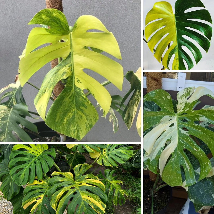 Monstera Deliciosa Live Plant, Monstera Thai Constellation Plant, Houseplant, 4 Inc Potted
