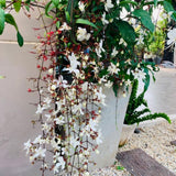 Clerodendrum Plant Live, Houseplant Well Rooted, Fragrant Light Bulb Chain of Glory Flowers Vine, 5 to 9 Inch Tall, No Pot (Clerodendrum Wallichii Smithianum)