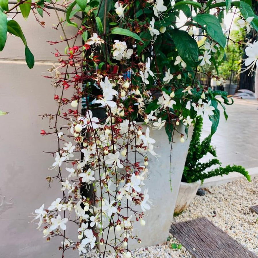Clerodendrum Plant Live, Houseplant Well Rooted, Fragrant Light Bulb Chain of Glory Flowers Vine, 5 to 9 Inch Tall, No Pot (Clerodendrum Wallichii Smithianum)