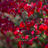 Burning Bush Live Plant, Burning Bush Shrub, 5 Live Bare Root, 6-12 Inches Tall, Vibrant Red Foliage for Landscapes and Garden Border