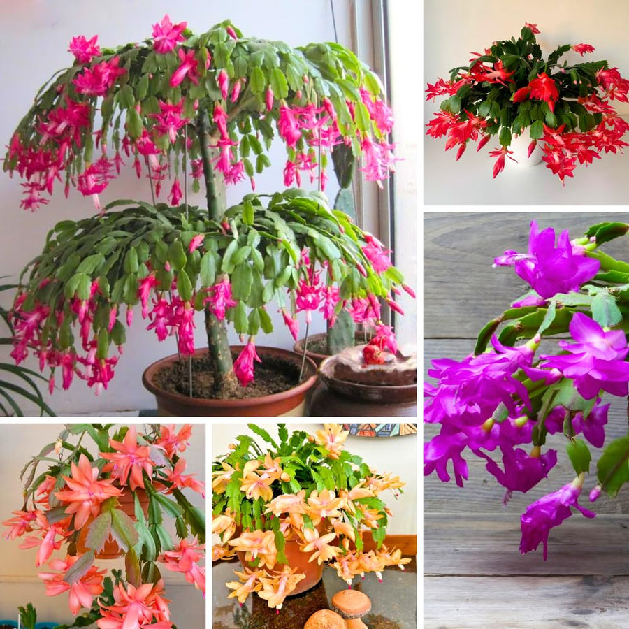 Christmas Cactus Live Plant 4'' Pot, Holiday Blooming Houseplant for Pot, Hanging Baskets, Indoor Outdoor Planting (Mixed Christmas Cactus)