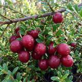 Cranberry Plant, Cranberry Seedling for Planting, 2-5 Inc Tall, Sweet Berries for Outdoor Garden, Container Growing