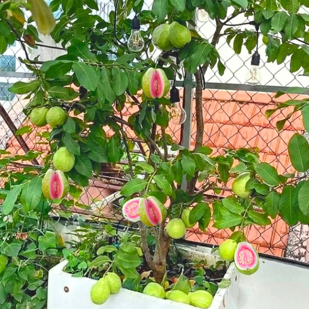Sweet Pink Guava Tree Live Plant, Potted 8-10" in Tall Tropical Fruit Tree, Zones 9-11 for Outdoor Indoor Planting