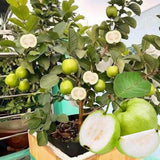 Sweet White Guava Tree Live Plant, Potted 8-10" in Tall Tropical Fruit Tree, Zones 9-11 for Outdoor Indoor Planting