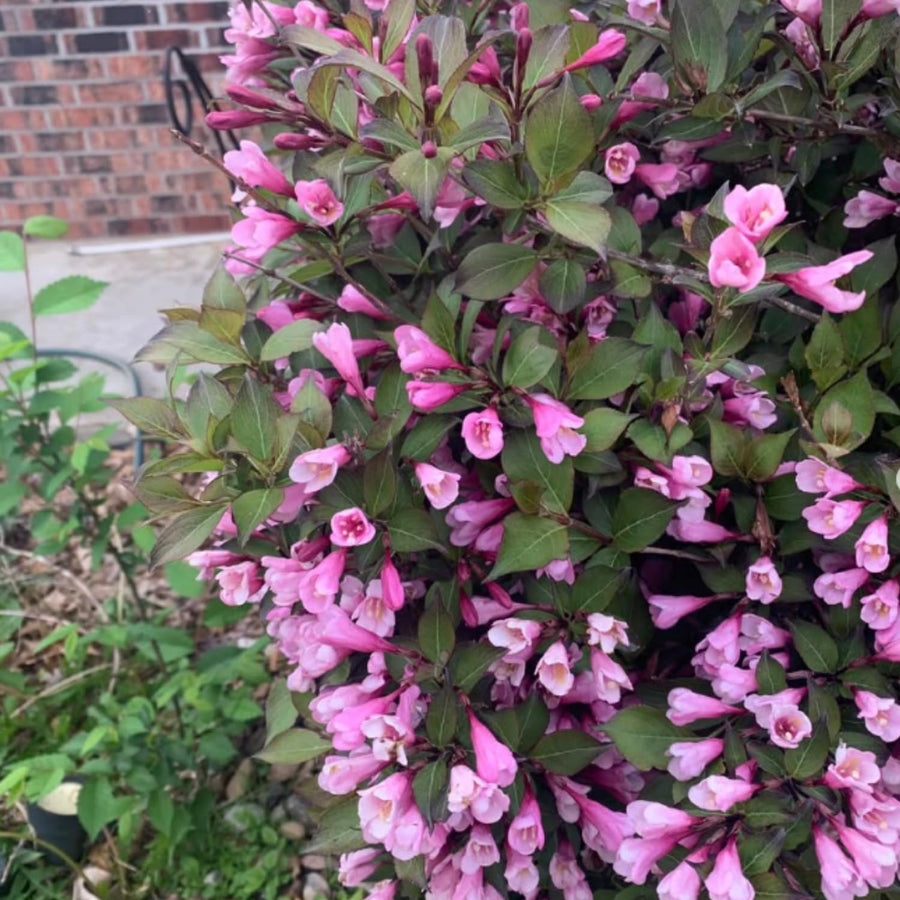 Pink Weigela Plant Live, Flowering Weigela Bush, 8-12'' Tall in Quart Pot, Perennial Shrub for Outdoor Planting