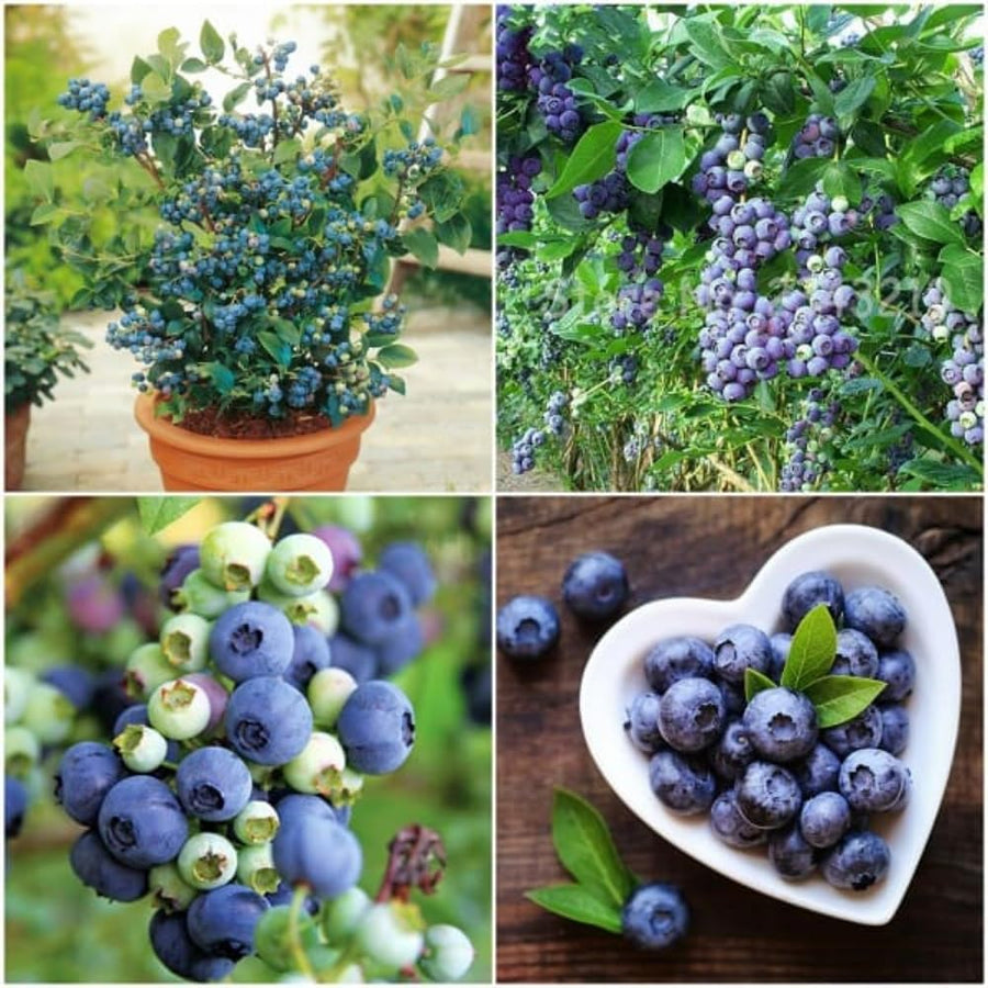 Emerald Blueberry Tree Live Plant Bush in 4" Pot, Sweet and Well-Rooted