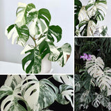 Monstera Deliciosa Live Plant, Monstera Thai Constellation Plant, Houseplant, 4 Inc Potted