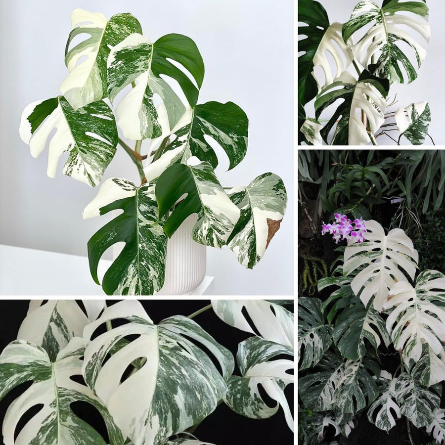 Monstera Deliciosa Live Plant, Monstera Thai Constellation Plant, Houseplant, 4 Inc Potted
