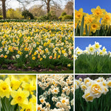 Set of 10 Daffodil Bulbs, Mixed Color Flower, Spring Blooming Flower Bulbs for Outdoor Growing