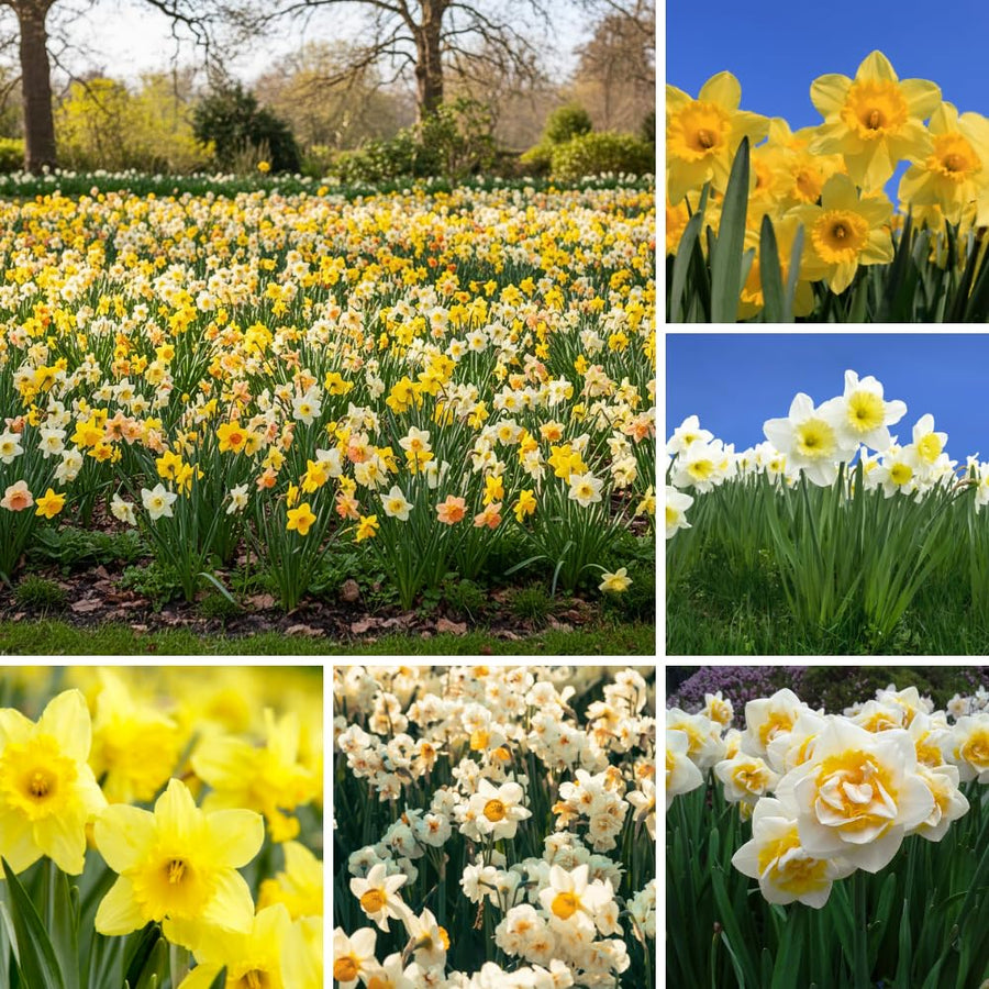 Set of 10 Daffodil Bulbs, Mixed Color Flower, Spring Blooming Flower Bulbs for Outdoor Growing