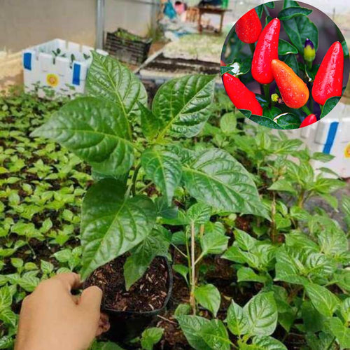 Set 2 Pepper Hot Plants Live, 90 Days Old Pepper, Pepper for Pickling, High Yields, No Pot