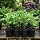 Elderberry Plants Live for Planting, Black Elderberry Tree in 1 Gallon Pot, 2-3 Feet Tall, Edible Fruit for Outdoor Garden