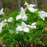 20 White Trillium Bulbs, Trillium Bulbs for Garden, Large Bulbs, Trillium Bulbs Bulk for Garden, Trillium Flower Bulbs, Easy to Plant