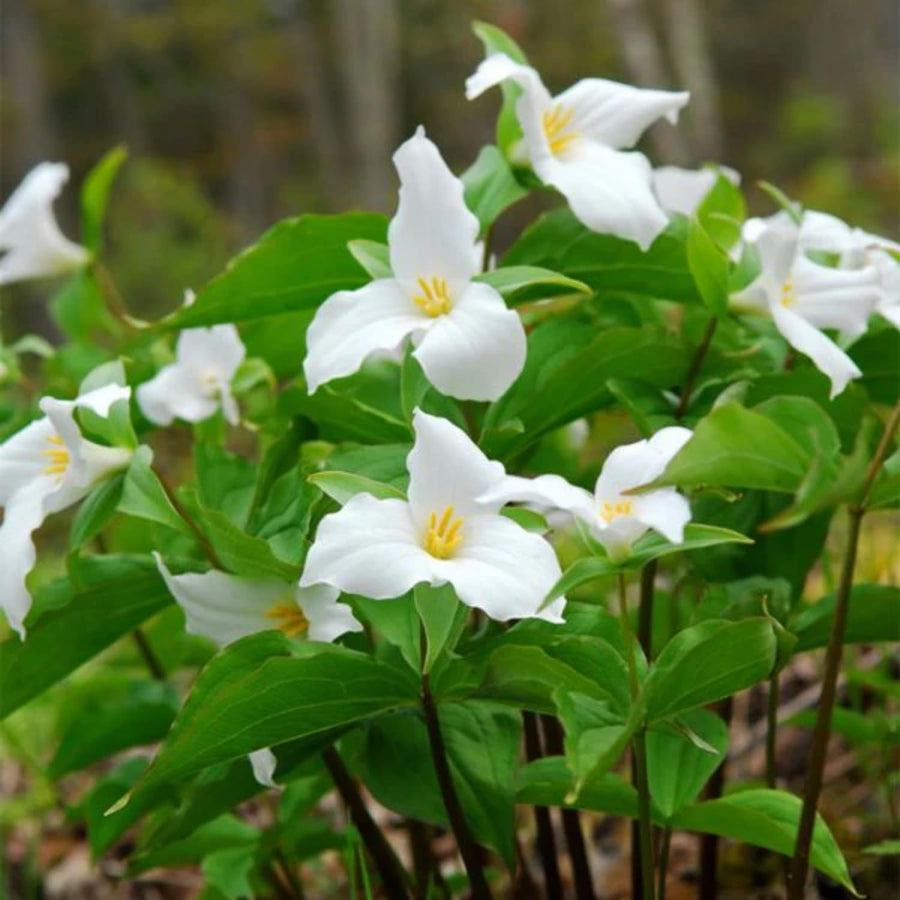20 White Trillium Bulbs, Trillium Bulbs for Garden, Large Bulbs, Trillium Bulbs Bulk for Garden, Trillium Flower Bulbs, Easy to Plant