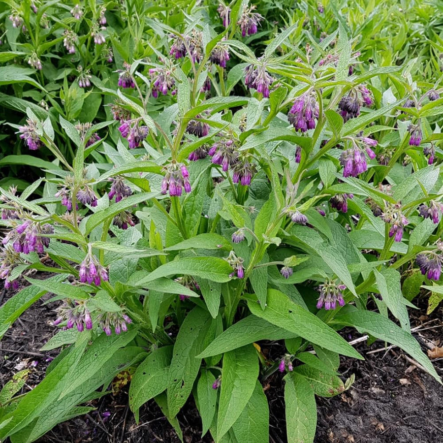 15 Comfrey Roots for Planting, Comfrey Live Roots, 3–6 Inch Size, Fast Growing Perennial Herb