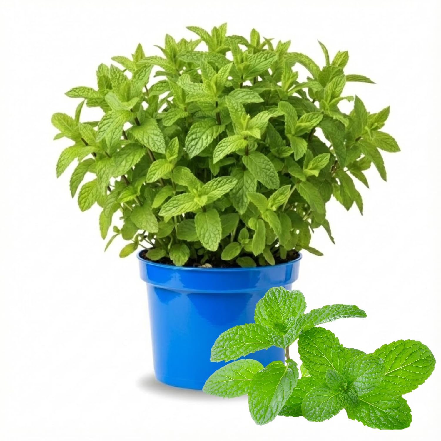 Fresh Spearmint Live Plant in 3.5 Inch Pot, Mint Herb Live Plant for Indoor Outdoor Growing, Spring Planting