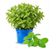 Fresh Spearmint Live Plant in 3.5 Inch Pot, Mint Herb Live Plant for Indoor Outdoor Growing, Spring Planting