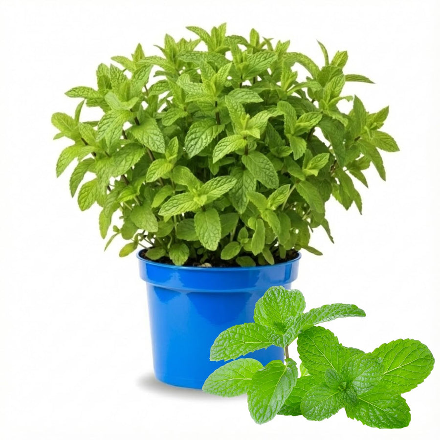 Fresh Spearmint Live Plant in 3.5 Inch Pot, Mint Herb Live Plant for Indoor Outdoor Growing, Spring Planting