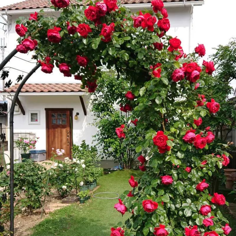 Climbing Bush Roses for Garden, Fragrant and Hardy Rose Plants for Outdoor Planting, No Pot, 5 to 9 Inc Tall Starter Plant Well-Rooted, Red Don Juan Blooms