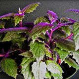 Gynura Purple Velvet Live Plant in 4in Live Plant, IndoorOutdoor, Decorative Purple Foliage, 4-6 Inches in Tall
