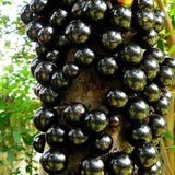 Black Jabuticaba Trees Live Plants, Jaboticaba Plants Live 10-12 Inches for Planting Outside, Brazilian Grape Trees