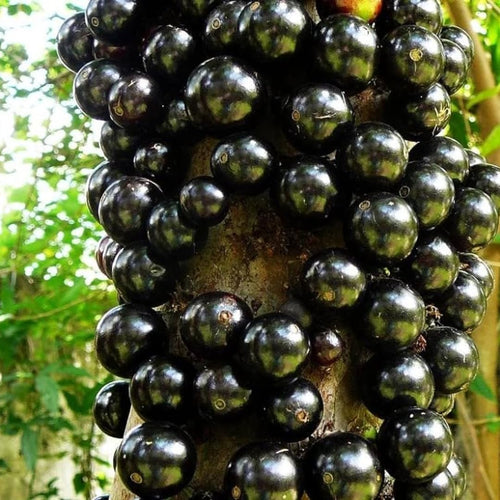 Black Jabuticaba Trees Live Plants, Jaboticaba Plants Live 10-12 Inches for Planting Outside, Brazilian Grape Trees