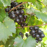 Muscadine Grape Vine Plant Live for Planting, 4" Pot, Live Grape Tree, Grape Fruit Tree