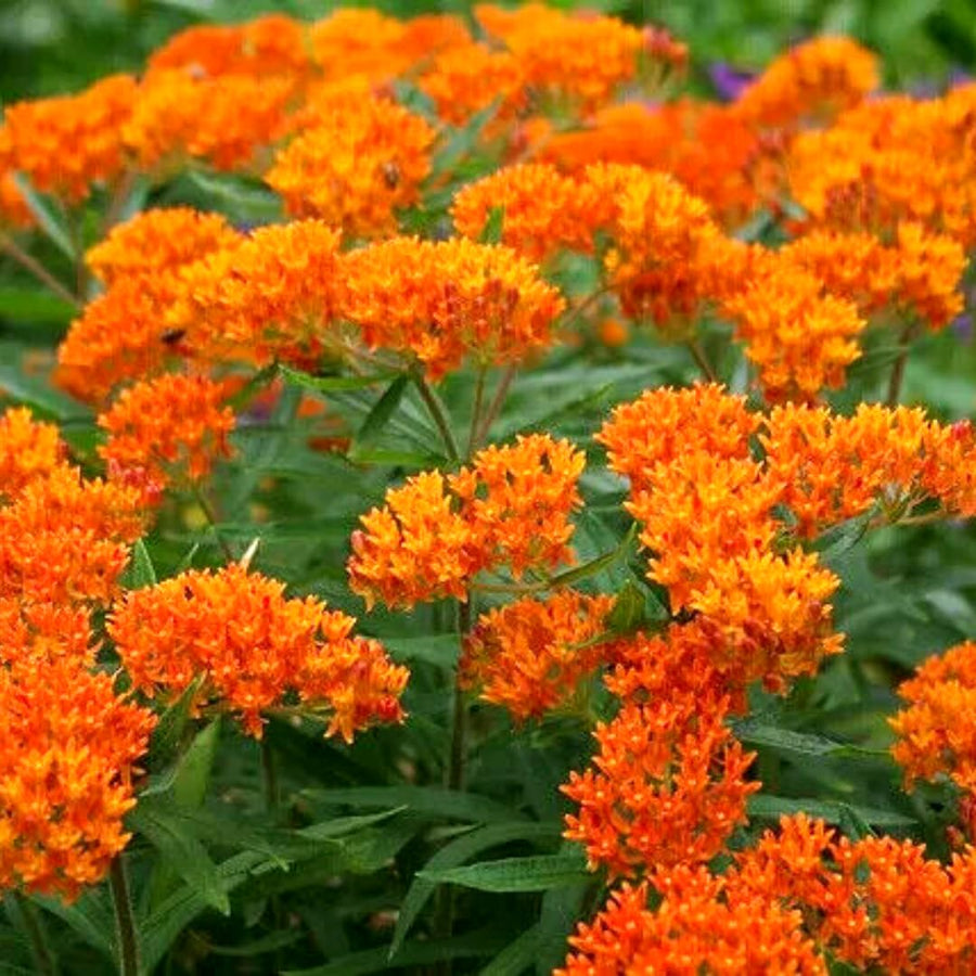 2 Orange Butterfly Milkweed Plants Live, Live Milkweed Plants, Asclepias Tuberosa Plant for Gardening, 5 to 7 Inc Tall