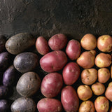 2 Lbs Mixed Potato Tubers High Yielding for Outdoor Planting,Vegetables Potatoes Plants Bulbs Seeds, Heirloom Seed Potato Live Tuber: Purple, Yellow, Red