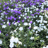 2 Mexican Petunias Live Plants - Petunia Plants Live, Live Petunia Plants Outdoor - Zone 8 to 11, Size 4 to 7 Inch Tall, Purple