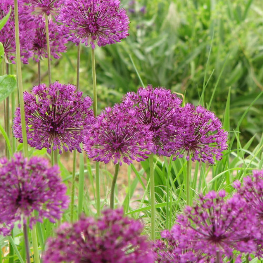 3 Allium Bulbs for Planting, Allium Gladiator Bulbs, Purple Blooming Onion Flowering Perennial for Spring and Summer Garden