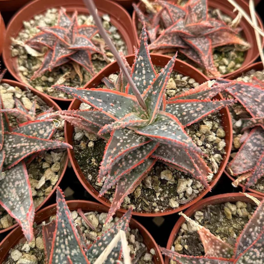 Live Purple Aloe Succulent Plant, 4 Inch Pot for Indoor or Outdoor Home Decor