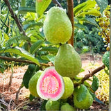 Live Pink Guava Tree Plant in Pot, 7-12" in Tall, Sweet Tropical Fruit Tree, Zones 9-11, Fast-Growing Guava Seedling