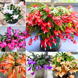 Set 2 Christmas Cactus Plants Live, Hanging Baskets Houseplants, Holiday Cactus Indoor Plants Live Well-Rooted 4-9" Tall, No Pot (Multicolor)