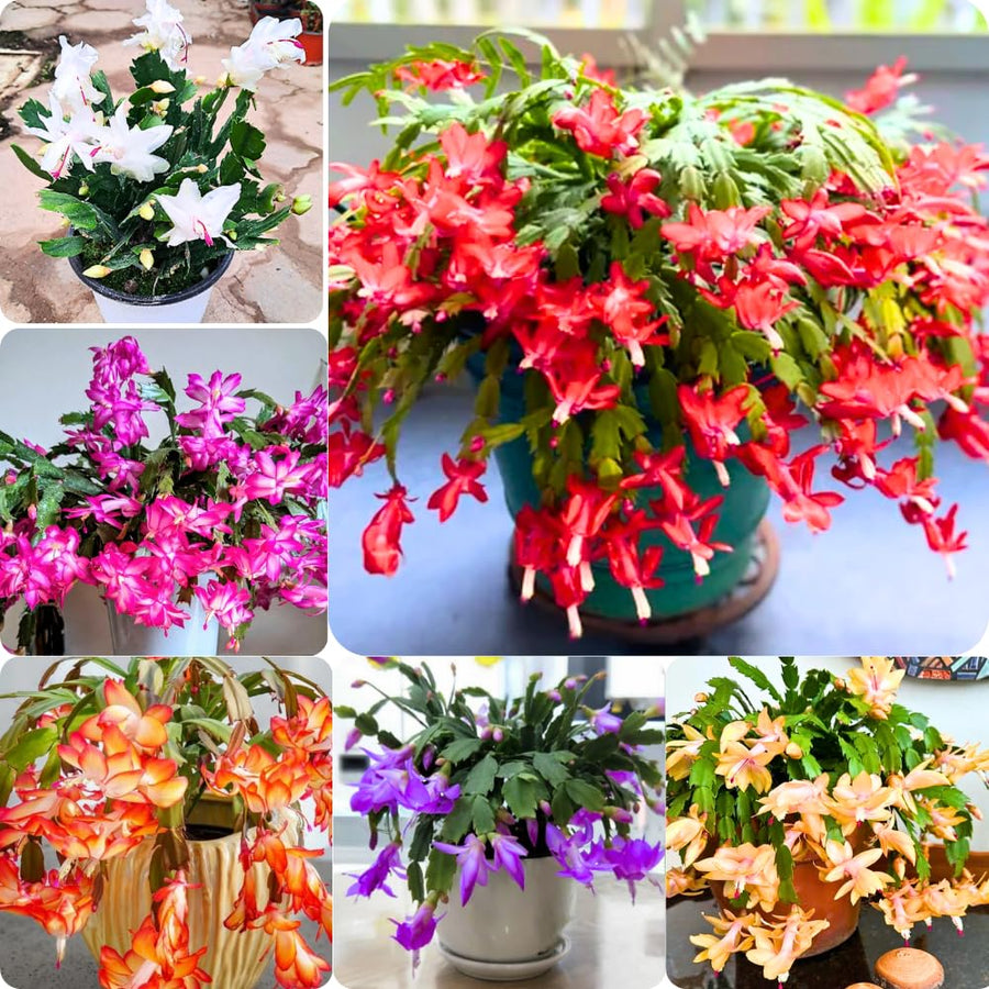 Set 2 Christmas Cactus Plants Live, Hanging Baskets Houseplants, Holiday Cactus Indoor Plants Live Well-Rooted 4-9" Tall, No Pot (Multicolor)